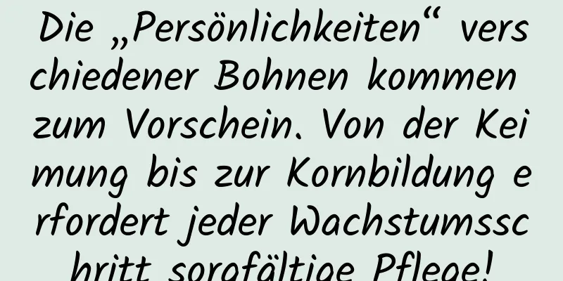 Die „Persönlichkeiten“ verschiedener Bohnen kommen zum Vorschein. Von der Keimung bis zur Kornbildung erfordert jeder Wachstumsschritt sorgfältige Pflege!