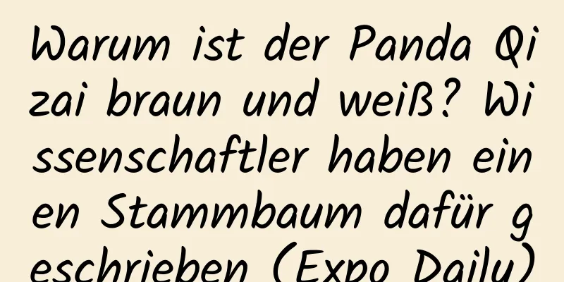 Warum ist der Panda Qizai braun und weiß? Wissenschaftler haben einen Stammbaum dafür geschrieben (Expo Daily)