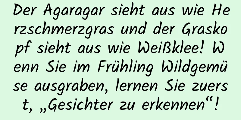 Der Agaragar sieht aus wie Herzschmerzgras und der Graskopf sieht aus wie Weißklee! Wenn Sie im Frühling Wildgemüse ausgraben, lernen Sie zuerst, „Gesichter zu erkennen“!