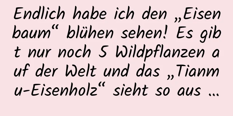 Endlich habe ich den „Eisenbaum“ blühen sehen! Es gibt nur noch 5 Wildpflanzen auf der Welt und das „Tianmu-Eisenholz“ sieht so aus …