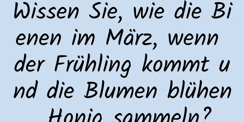 Wissen Sie, wie die Bienen im März, wenn der Frühling kommt und die Blumen blühen, Honig sammeln?