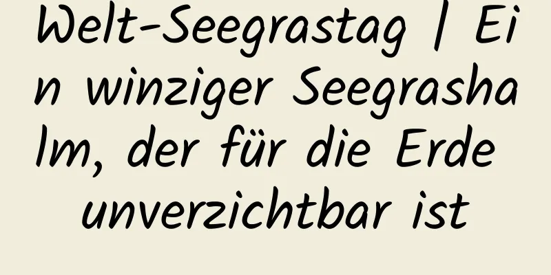 Welt-Seegrastag | Ein winziger Seegrashalm, der für die Erde unverzichtbar ist