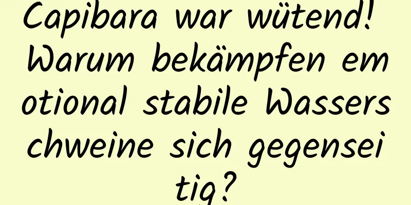 Capibara war wütend! Warum bekämpfen emotional stabile Wasserschweine sich gegenseitig?
