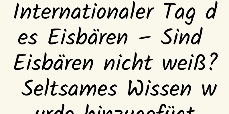 Internationaler Tag des Eisbären – Sind Eisbären nicht weiß? Seltsames Wissen wurde hinzugefügt
