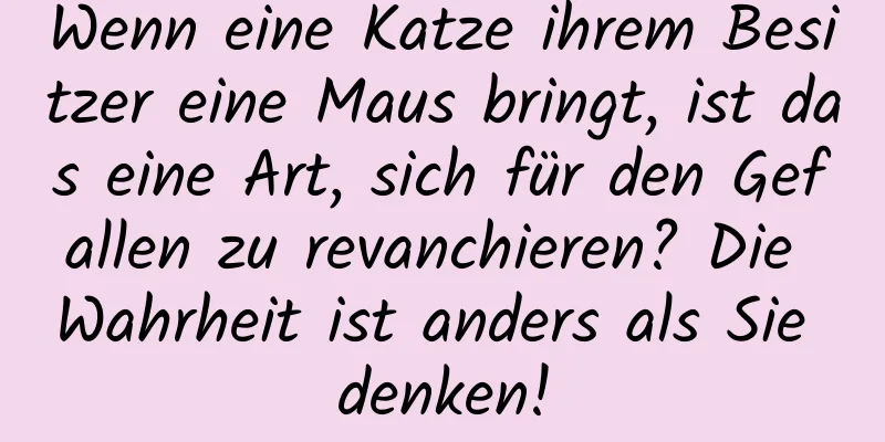 Wenn eine Katze ihrem Besitzer eine Maus bringt, ist das eine Art, sich für den Gefallen zu revanchieren? Die Wahrheit ist anders als Sie denken!
