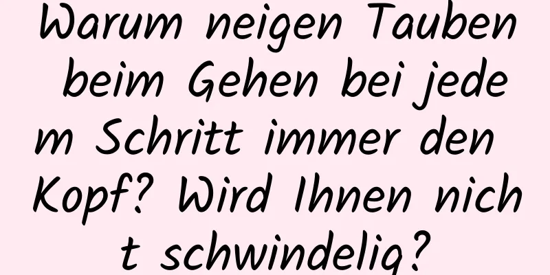 Warum neigen Tauben beim Gehen bei jedem Schritt immer den Kopf? Wird Ihnen nicht schwindelig?