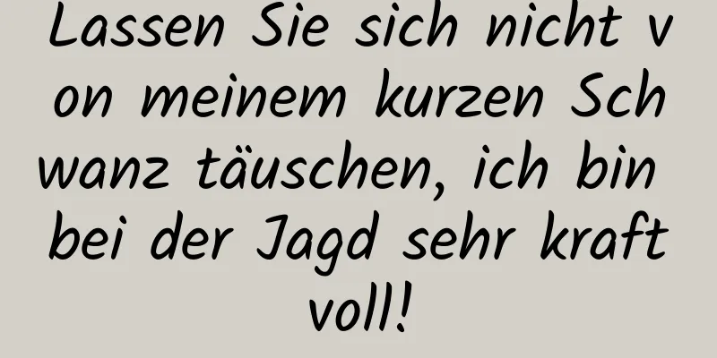 Lassen Sie sich nicht von meinem kurzen Schwanz täuschen, ich bin bei der Jagd sehr kraftvoll!