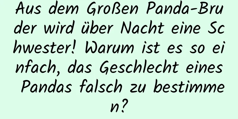 Aus dem Großen Panda-Bruder wird über Nacht eine Schwester! Warum ist es so einfach, das Geschlecht eines Pandas falsch zu bestimmen?