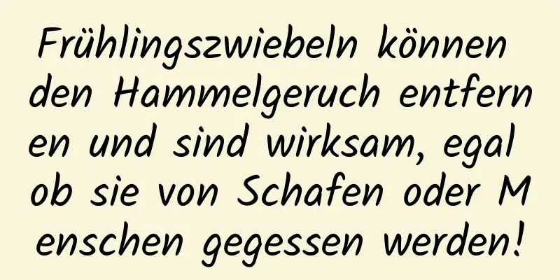 Frühlingszwiebeln können den Hammelgeruch entfernen und sind wirksam, egal ob sie von Schafen oder Menschen gegessen werden!