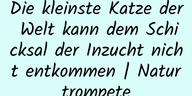 Die kleinste Katze der Welt kann dem Schicksal der Inzucht nicht entkommen | Naturtrompete