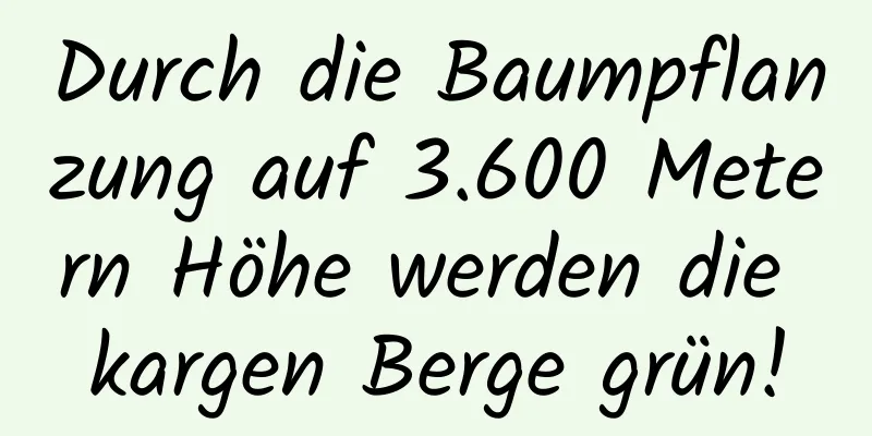Durch die Baumpflanzung auf 3.600 Metern Höhe werden die kargen Berge grün!