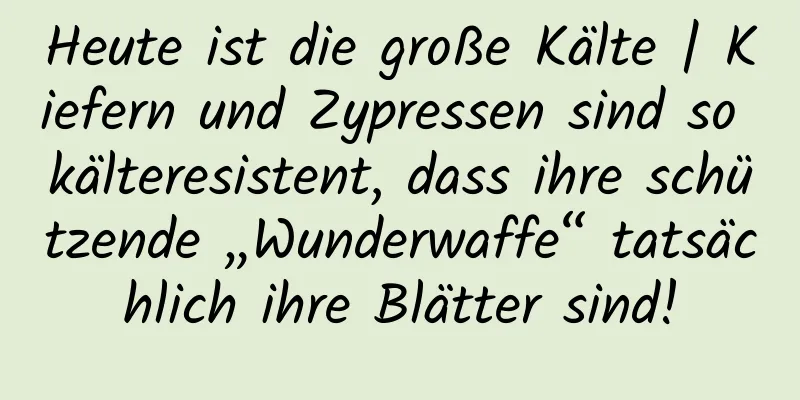 Heute ist die große Kälte | Kiefern und Zypressen sind so kälteresistent, dass ihre schützende „Wunderwaffe“ tatsächlich ihre Blätter sind!