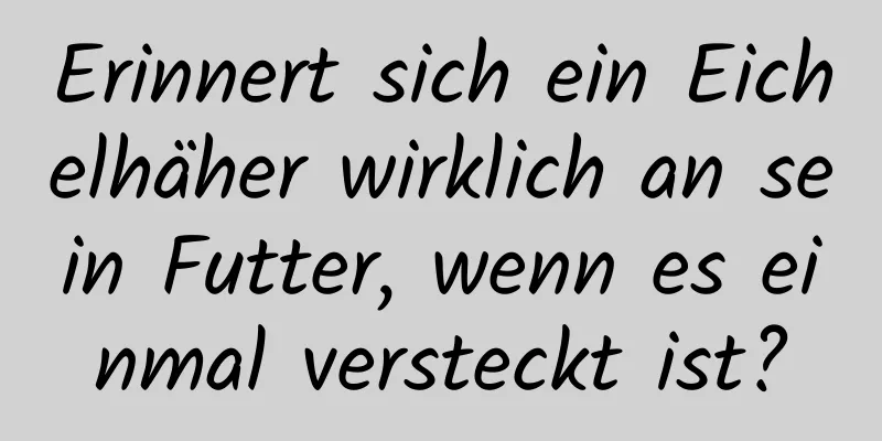Erinnert sich ein Eichelhäher wirklich an sein Futter, wenn es einmal versteckt ist?