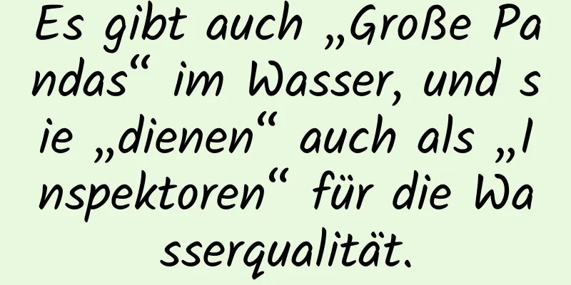 Es gibt auch „Große Pandas“ im Wasser, und sie „dienen“ auch als „Inspektoren“ für die Wasserqualität.