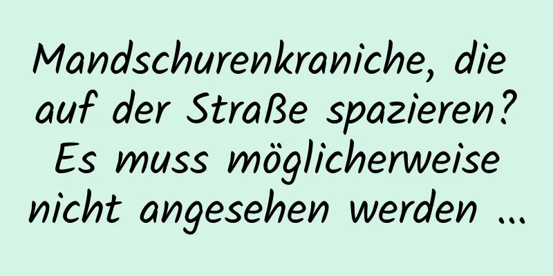 Mandschurenkraniche, die auf der Straße spazieren? Es muss möglicherweise nicht angesehen werden ...