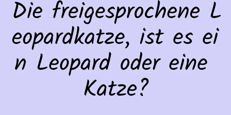 Die freigesprochene Leopardkatze, ist es ein Leopard oder eine Katze?