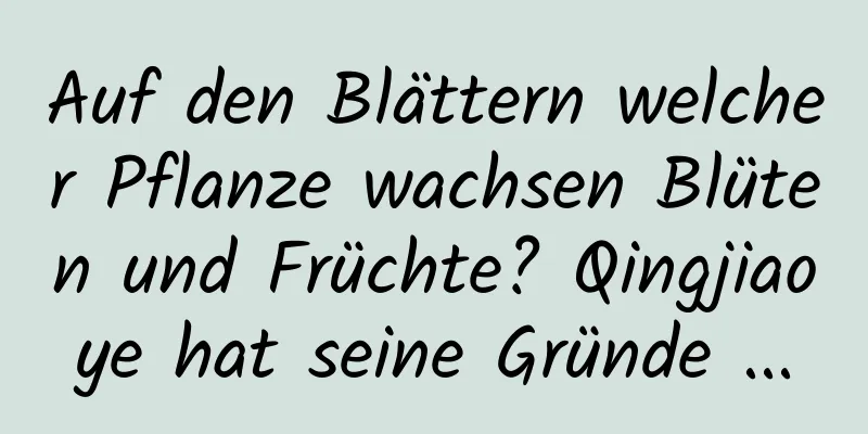 Auf den Blättern welcher Pflanze wachsen Blüten und Früchte? Qingjiaoye hat seine Gründe ...