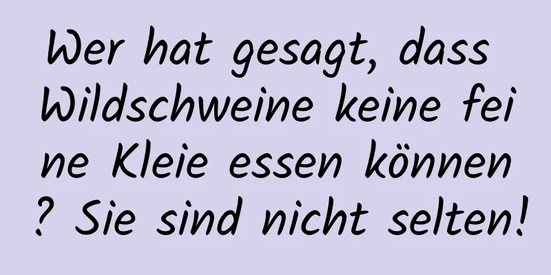 Wer hat gesagt, dass Wildschweine keine feine Kleie essen können? Sie sind nicht selten!