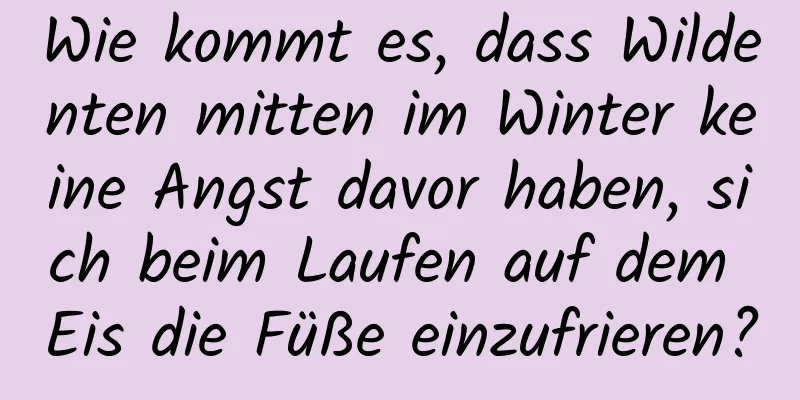 Wie kommt es, dass Wildenten mitten im Winter keine Angst davor haben, sich beim Laufen auf dem Eis die Füße einzufrieren?