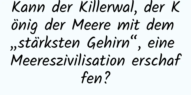 Kann der Killerwal, der König der Meere mit dem „stärksten Gehirn“, eine Meereszivilisation erschaffen?