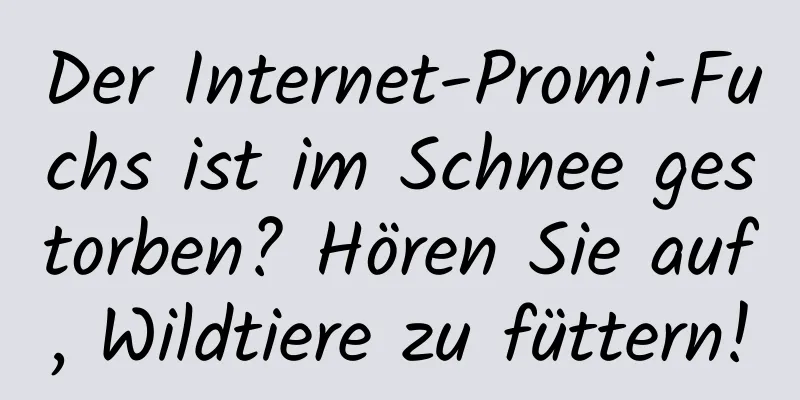 Der Internet-Promi-Fuchs ist im Schnee gestorben? Hören Sie auf, Wildtiere zu füttern!