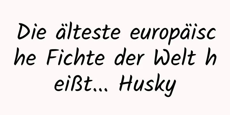 Die älteste europäische Fichte der Welt heißt... Husky