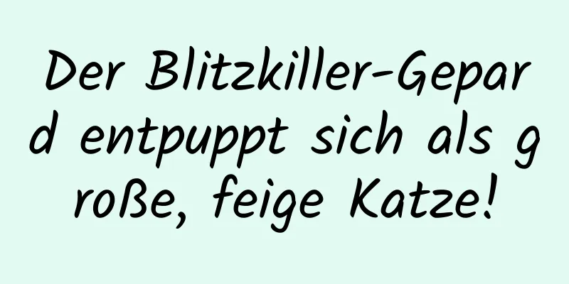 Der Blitzkiller-Gepard entpuppt sich als große, feige Katze!