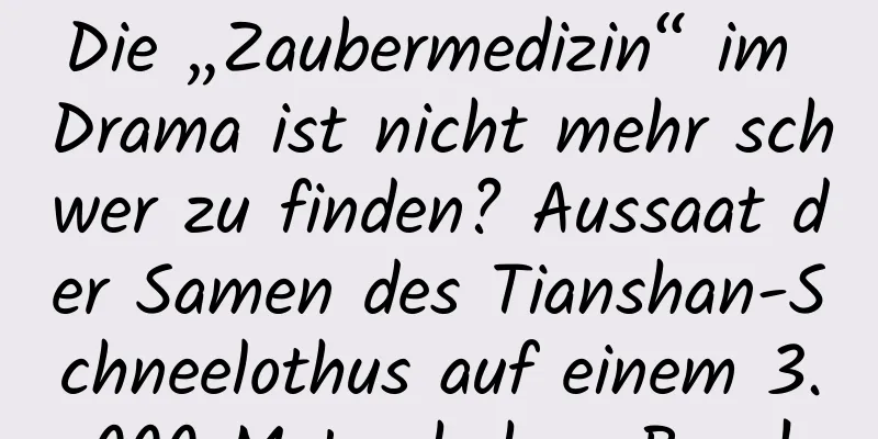 Die „Zaubermedizin“ im Drama ist nicht mehr schwer zu finden? Aussaat der Samen des Tianshan-Schneelothus auf einem 3.000 Meter hohen Berg!