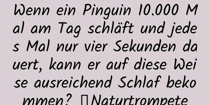 Wenn ein Pinguin 10.000 Mal am Tag schläft und jedes Mal nur vier Sekunden dauert, kann er auf diese Weise ausreichend Schlaf bekommen? ｜Naturtrompete