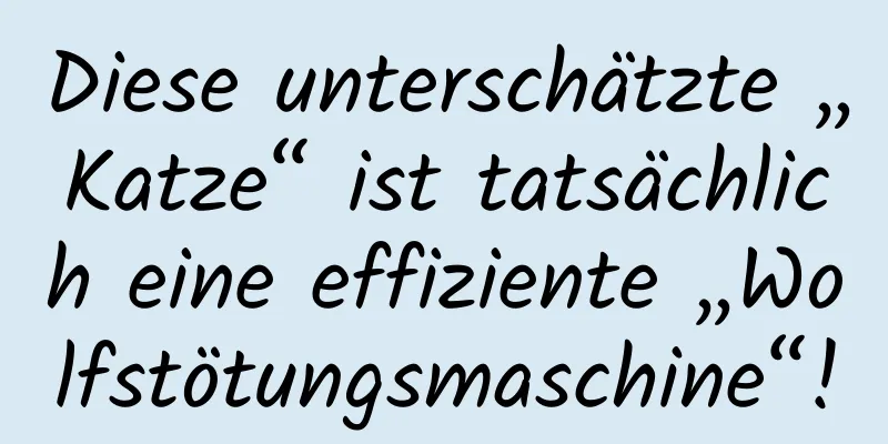 Diese unterschätzte „Katze“ ist tatsächlich eine effiziente „Wolfstötungsmaschine“!