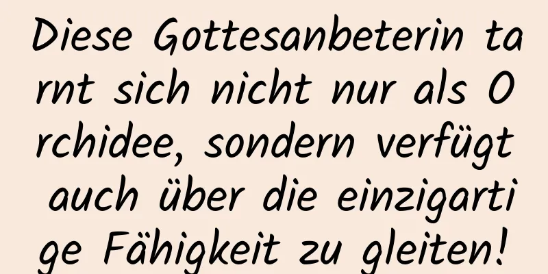 Diese Gottesanbeterin tarnt sich nicht nur als Orchidee, sondern verfügt auch über die einzigartige Fähigkeit zu gleiten!