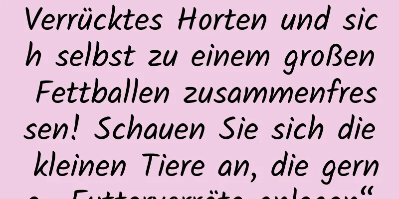 Verrücktes Horten und sich selbst zu einem großen Fettballen zusammenfressen! Schauen Sie sich die kleinen Tiere an, die gerne „Futtervorräte anlegen“