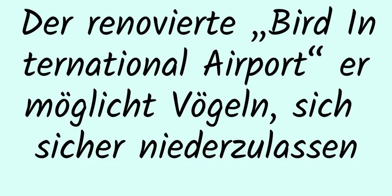 Der renovierte „Bird International Airport“ ermöglicht Vögeln, sich sicher niederzulassen
