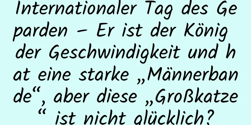 Internationaler Tag des Geparden – Er ist der König der Geschwindigkeit und hat eine starke „Männerbande“, aber diese „Großkatze“ ist nicht glücklich?