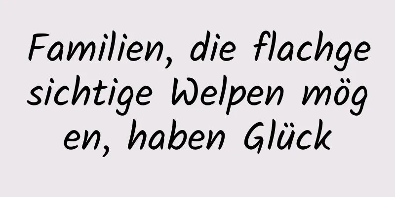 Familien, die flachgesichtige Welpen mögen, haben Glück