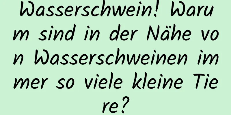 Wasserschwein! Warum sind in der Nähe von Wasserschweinen immer so viele kleine Tiere?