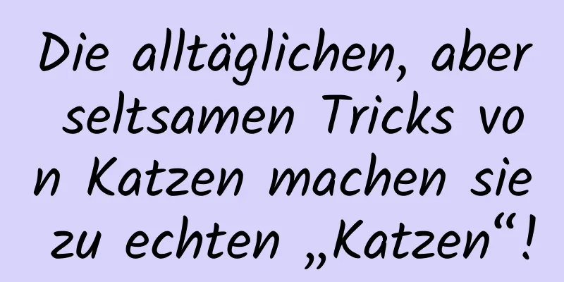 Die alltäglichen, aber seltsamen Tricks von Katzen machen sie zu echten „Katzen“!