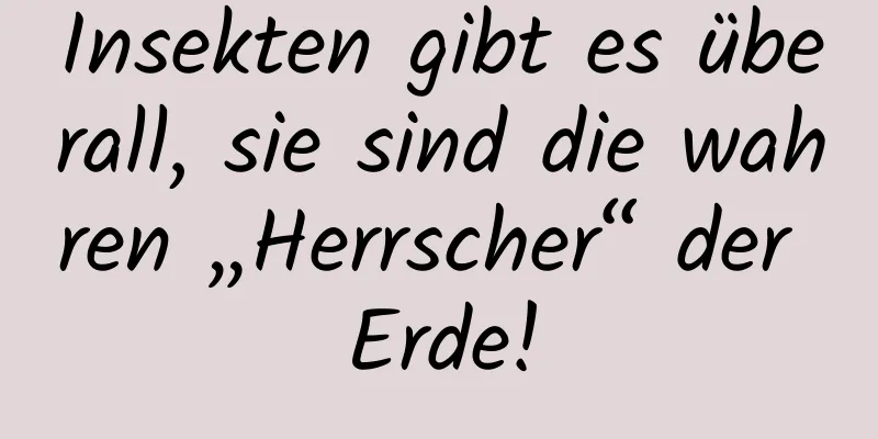 Insekten gibt es überall, sie sind die wahren „Herrscher“ der Erde!
