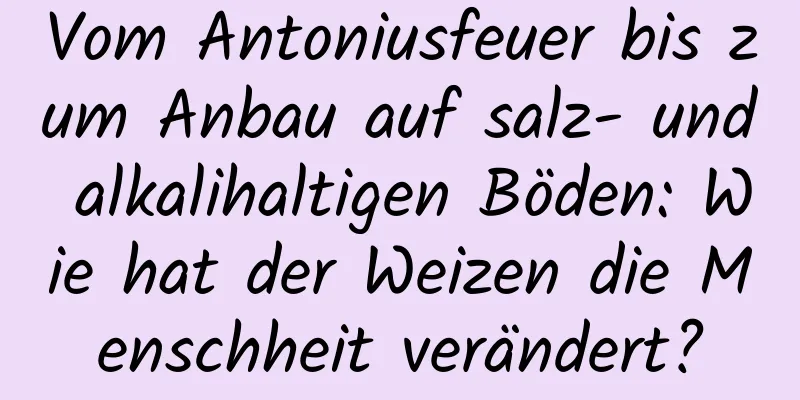Vom Antoniusfeuer bis zum Anbau auf salz- und alkalihaltigen Böden: Wie hat der Weizen die Menschheit verändert?