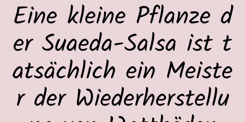 Eine kleine Pflanze der Suaeda-Salsa ist tatsächlich ein Meister der Wiederherstellung von Wattböden