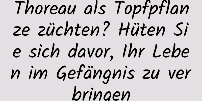 Thoreau als Topfpflanze züchten? Hüten Sie sich davor, Ihr Leben im Gefängnis zu verbringen
