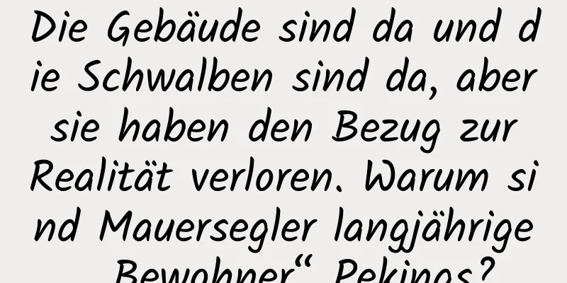 Die Gebäude sind da und die Schwalben sind da, aber sie haben den Bezug zur Realität verloren. Warum sind Mauersegler langjährige „Bewohner“ Pekings?