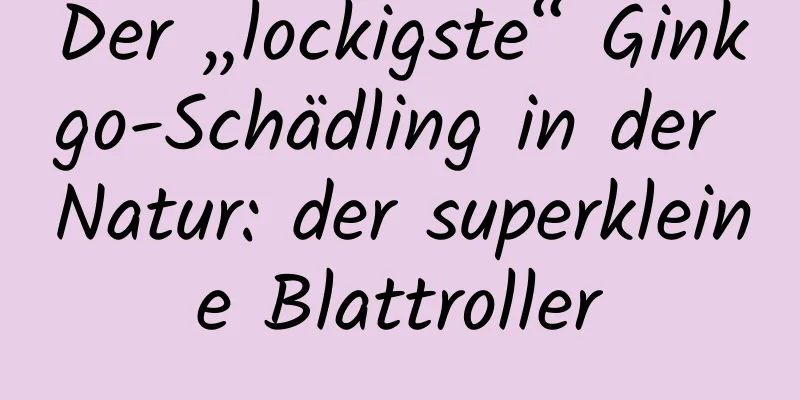 Der „lockigste“ Ginkgo-Schädling in der Natur: der superkleine Blattroller