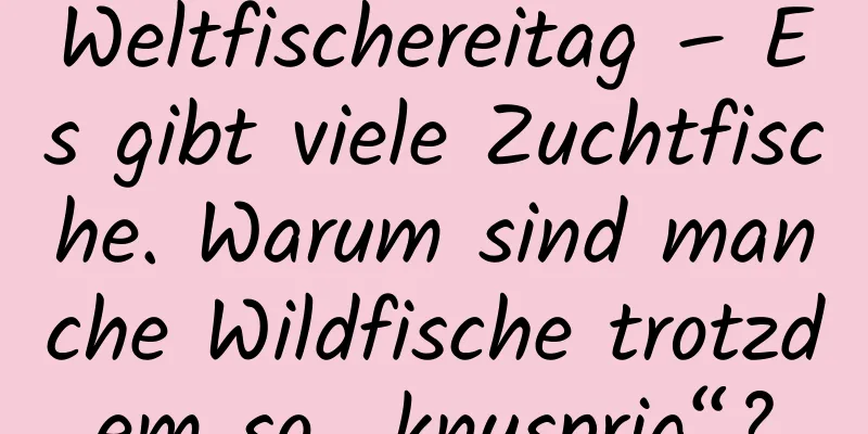 Weltfischereitag – Es gibt viele Zuchtfische. Warum sind manche Wildfische trotzdem so „knusprig“?