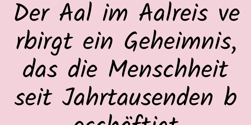 Der Aal im Aalreis verbirgt ein Geheimnis, das die Menschheit seit Jahrtausenden beschäftigt