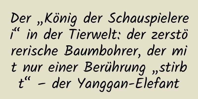 Der „König der Schauspielerei“ in der Tierwelt: der zerstörerische Baumbohrer, der mit nur einer Berührung „stirbt“ – der Yanggan-Elefant
