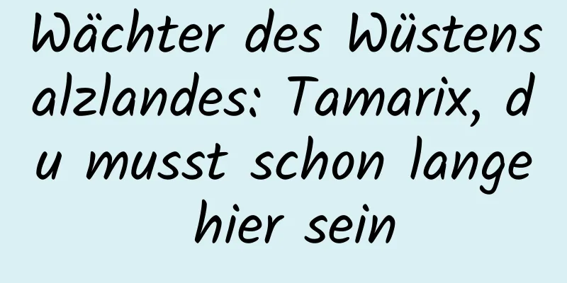 Wächter des Wüstensalzlandes: Tamarix, du musst schon lange hier sein