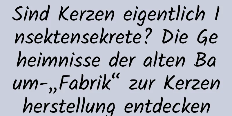 Sind Kerzen eigentlich Insektensekrete? Die Geheimnisse der alten Baum-„Fabrik“ zur Kerzenherstellung entdecken