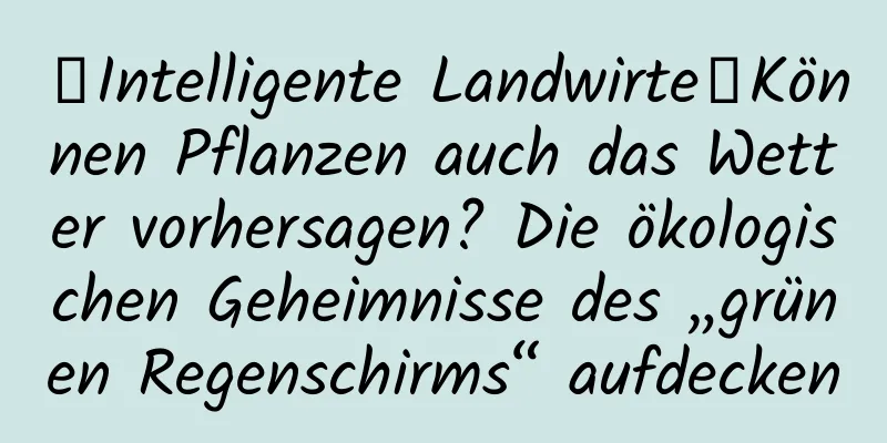 【Intelligente Landwirte】Können Pflanzen auch das Wetter vorhersagen? Die ökologischen Geheimnisse des „grünen Regenschirms“ aufdecken