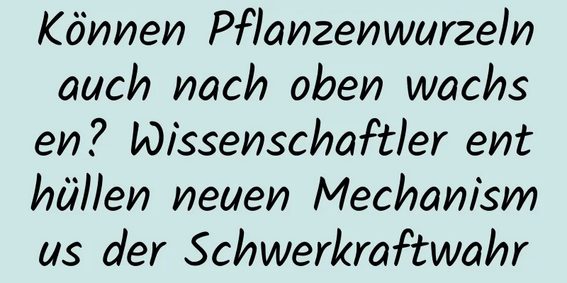 Können Pflanzenwurzeln auch nach oben wachsen? Wissenschaftler enthüllen neuen Mechanismus der Schwerkraftwahrnehmung bei Pflanzen